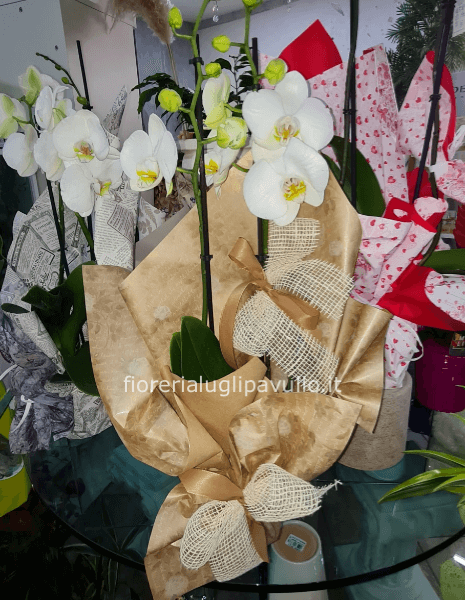 orchidea phalenophis vari colori