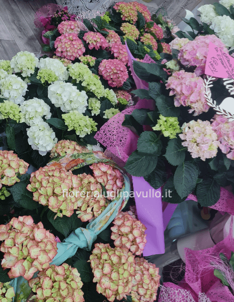 pianta di ortensia gigante