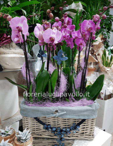 composizione in cesto di phaleonopsis