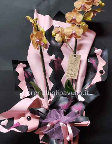 orchidea phalenophis