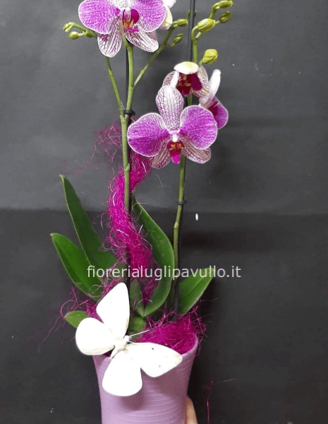 orchidea phaleno in vaso