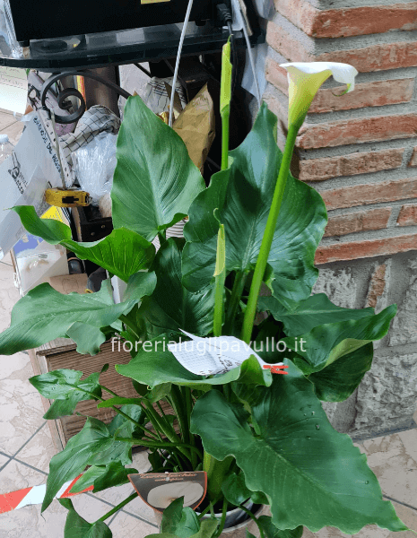 calla gigante